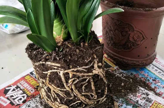 文心兰水养的方法