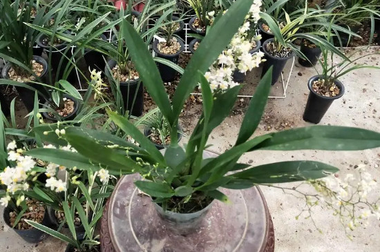 文心兰水养的方法