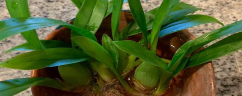 文心兰水养的方法