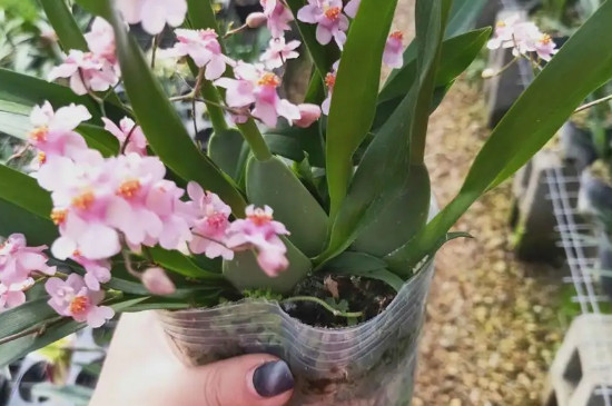 文心兰水养的方法