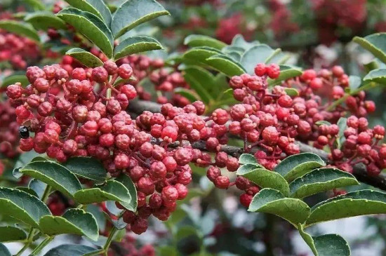 12月份左右可以剪花椒树吗