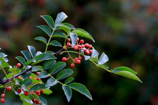 12月份左右可以剪花椒树吗