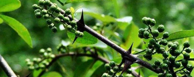 12月份左右可以剪花椒树吗