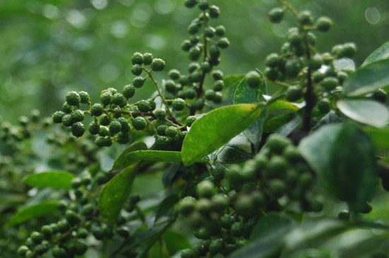12月份左右可以剪花椒树吗