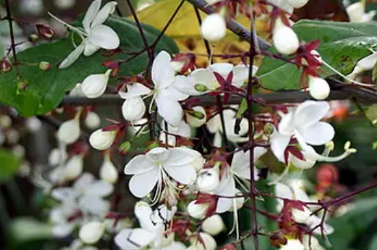 垂丝茉莉花期多长