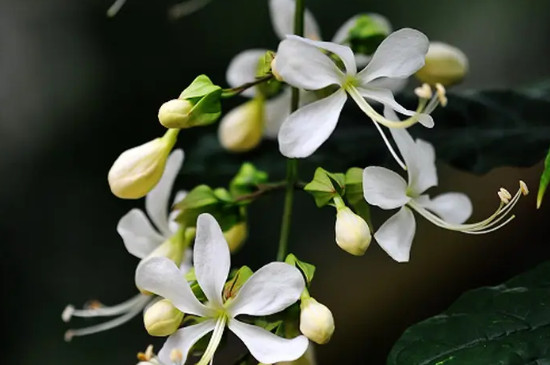 垂丝茉莉花期多长