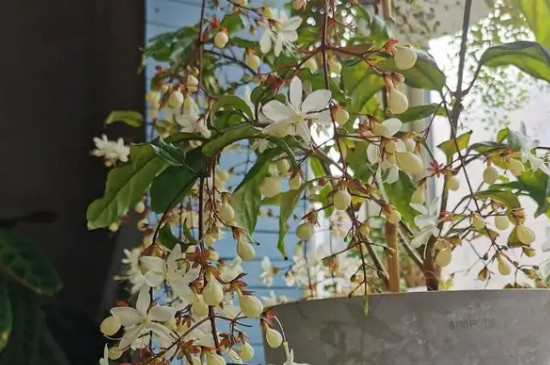 垂丝茉莉花期多长