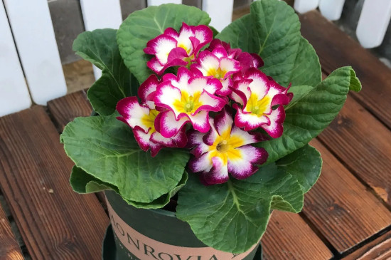 报春花可以室外过冬吗