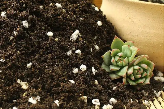 营养土可以直接种花吗