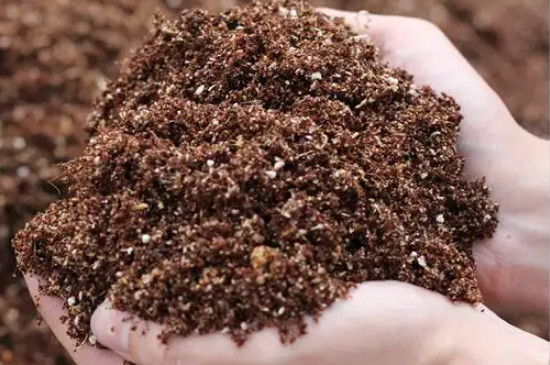 营养土可以直接种花吗