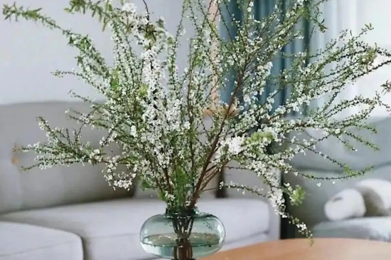 雪柳干枝要晒太阳吗