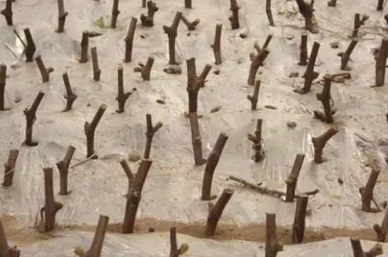 冬天剪下的葡萄枝怎么扦插