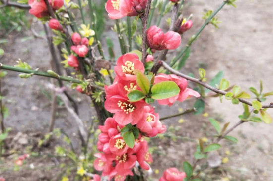 海棠花枝条太长怎样修剪
