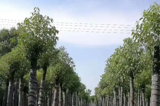 拓木树又叫什么树