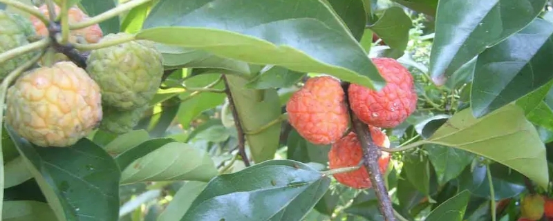 拓木树又叫什么树