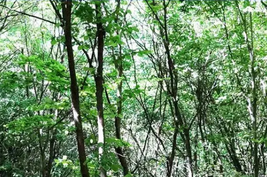 拓木树又叫什么树