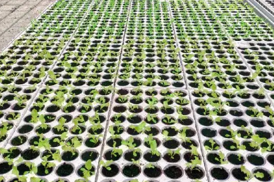 金茶花北方能种植吗