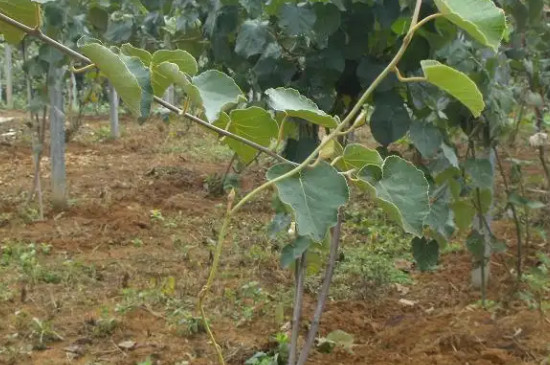 猕猴桃的最佳嫁接方法