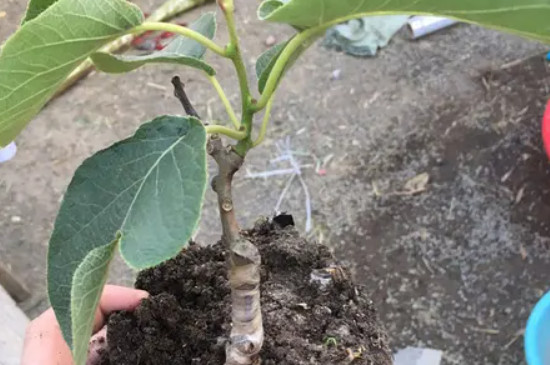 猕猴桃的最佳嫁接方法