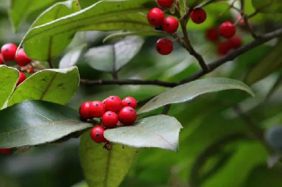毛冬青是什么植物