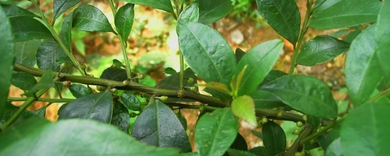 毛冬青是什么植物