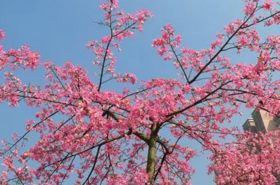 冬天开花的树有哪些