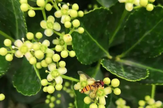 冬天开花的树有哪些