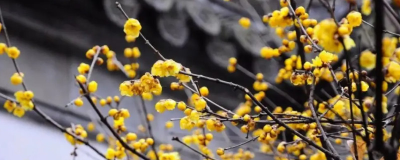 冬天开花的树有哪些