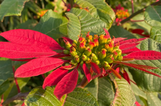 冬天开花的树有哪些