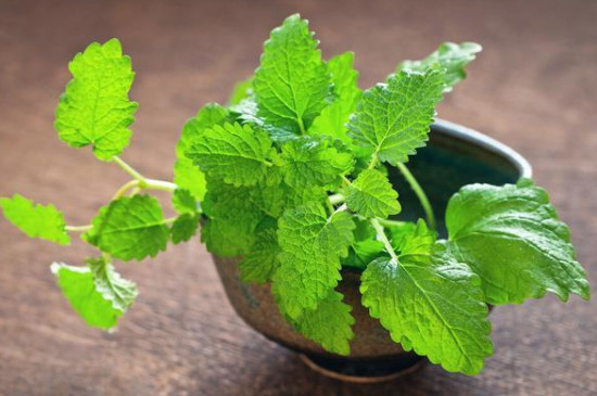 能过冬的室内耐寒绿植