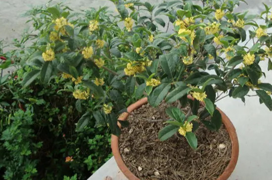 四季桂花室内养殖方法