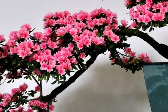 映山红下山桩怎么养才能成活率高