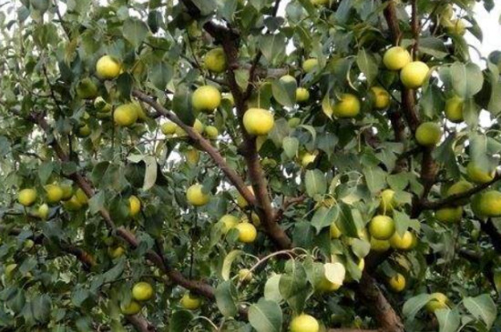 哪种方法可以防止梨果的病虫害