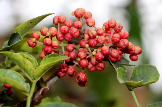 花椒树如何育苗