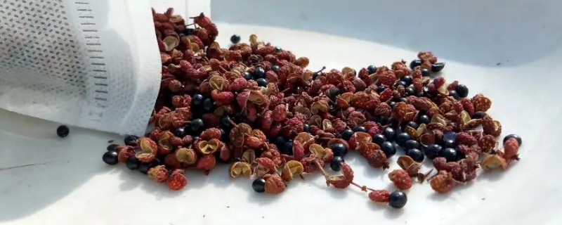 花椒树如何育苗