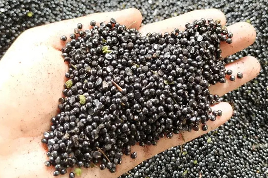 花椒树如何育苗