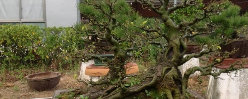 榕树落叶的原因及应对方法