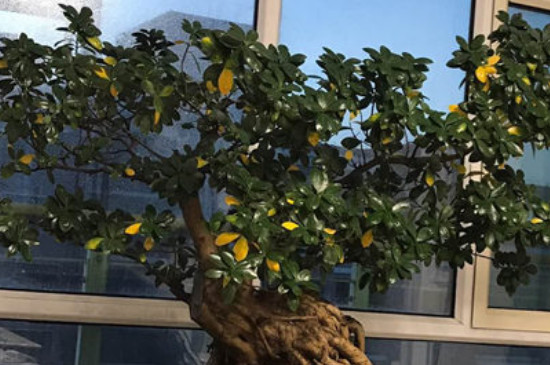 榕树落叶的原因及应对方法