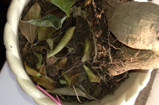 榕树落叶的原因及应对方法