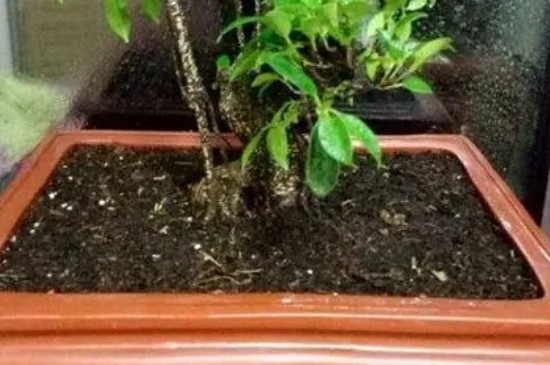 榕树落叶的原因及应对方法