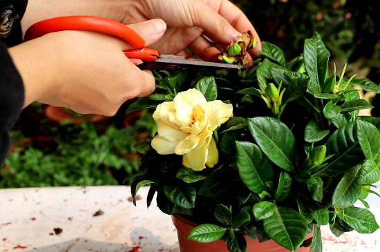 十字剪花根怎么剪