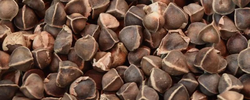 辣木籽几月份种植