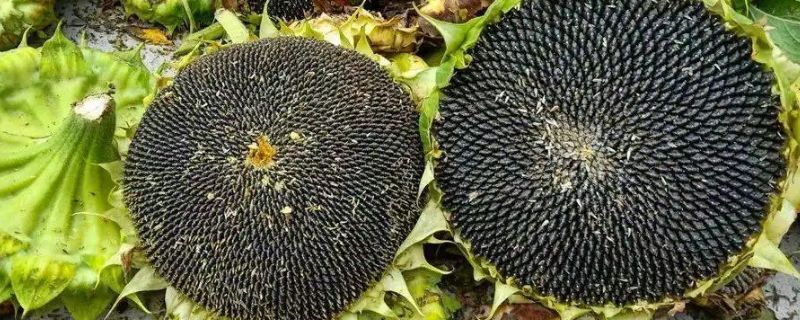 瓜子是单子叶植物还是双子叶植物