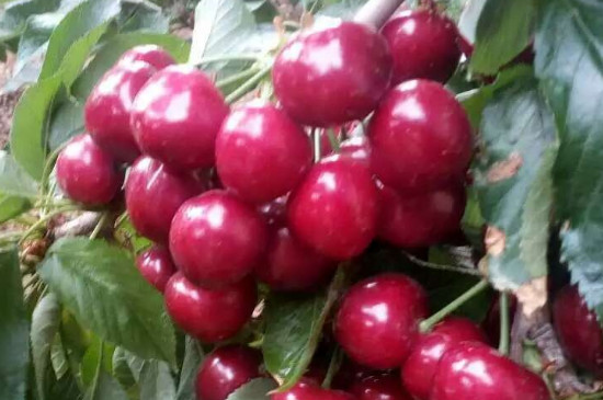 车厘子怎么种植