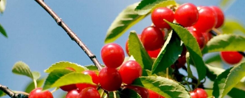 车厘子怎么种植