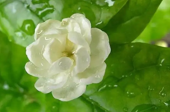 茉莉能净化空气还是杀菌