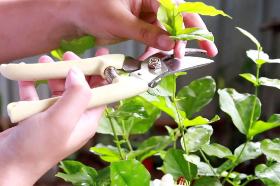 茉莉能净化空气还是杀菌