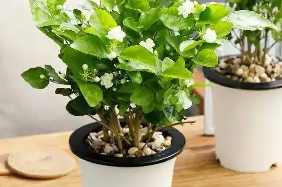 茉莉能净化空气还是杀菌