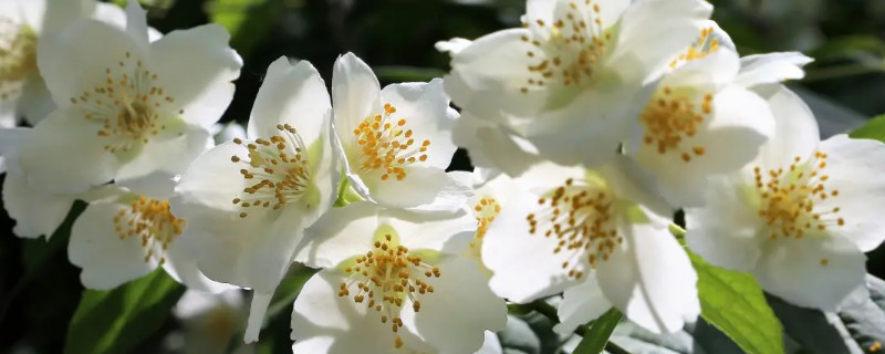 茉莉能净化空气还是杀菌