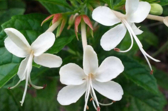 垂丝茉莉的花语